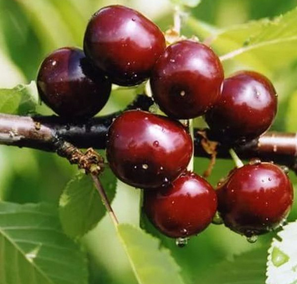 Вишня 'Чудо-вишня' ( гибрид вишни с черешней)